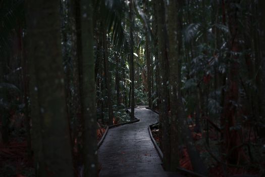 Boardwalk leading through the overgrown dark rainforest