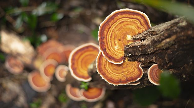 Group of orange mushrooms growing on a tree in the rainforest.