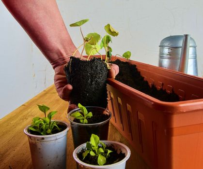 Planting flowers in a window box. Asters and Indian cress.