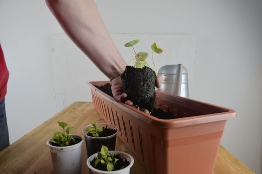 Planting flowers in a window box. Males hand planting asters and Indian cress.