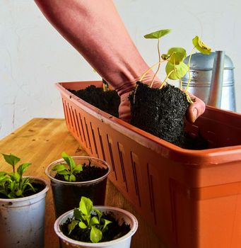 Planting flowers in a window box. Asters and Indian cress.