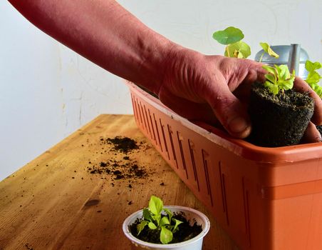 Planting flowers in a window box. Males hand planting asters and Indian cress.