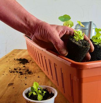 Planting flowers in a window box. Asters and Indian cress.