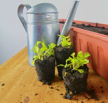 Planting flowers in a window box. Males hand planting asters and Indian cress.