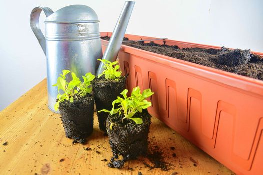 Planting flowers in a window box. Asters and Indian cress.