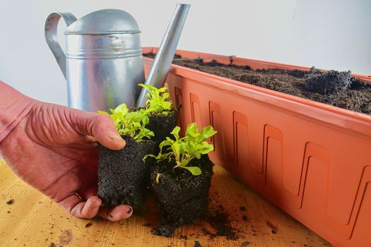 Planting flowers in a window box. Males hand planting asters and Indian cress.