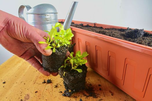 Planting flowers in a window box. Asters and Indian cress.