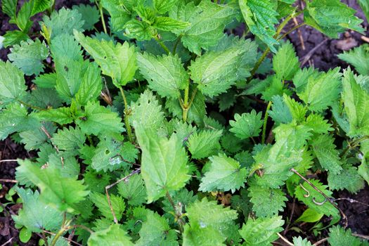 Nettle is a dioecious perennial herbaceous plant. Weed, medicinal and edible plant.