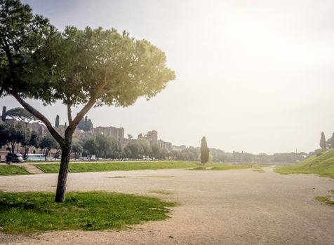 The remains of the famous Circus Maximus of Rome with the famous Roman pine trees and a cypress tree in the background. Back light on a cloudy day