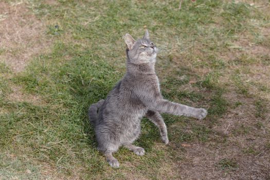 The boss threw food on his cat and the cat jumped to catch it.