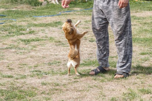 The boss threw food on his dog and the dog jumped to catch it.