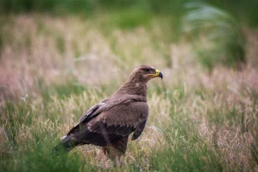 Steppe eagle / Aquila nipalensis. Chyornye Zemli (Black Lands) Nature Reserve,  Kalmykia region, Russia.