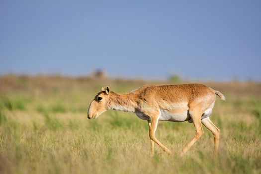 Saiga tatarica, Chyornye Zemli (Black Lands) Nature Reserve,  Kalmykia region, Russia.