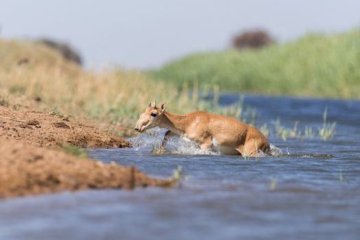 Saiga tatarica, Chyornye Zemli (Black Lands) Nature Reserve,  Kalmykia region, Russia.