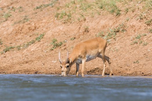 Saiga tatarica, Chyornye Zemli (Black Lands) Nature Reserve,  Kalmykia region, Russia.