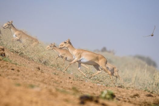 Saiga tatarica, Chyornye Zemli (Black Lands) Nature Reserve,  Kalmykia region, Russia.