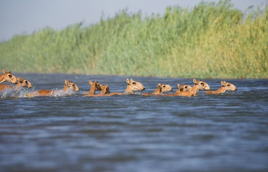 Saiga tatarica, Chyornye Zemli (Black Lands) Nature Reserve,  Kalmykia region, Russia.