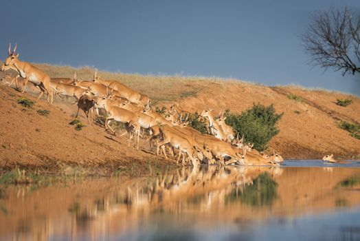 Saiga tatarica, Chyornye Zemli (Black Lands) Nature Reserve,  Kalmykia region, Russia.