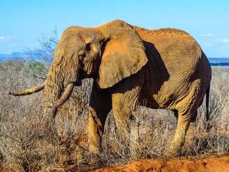 African Elephant in natural habitat, Ngorongoro Conservation Area, Tanzania, Africa