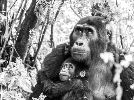 Mountain gorilla family - young baby with sad eyes protected by its mother in the forest, Uganda, Africa. Black and white image.