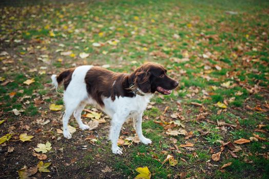 Dog in the park on ground covered with leaves