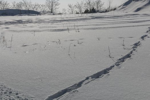 Snowy Winter Landscape