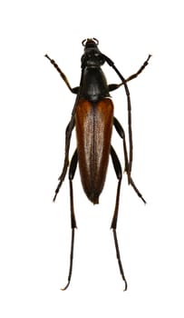 Longhorn Beetle Stenurella on white Background  -  Stenurella bifasciata (Müller, 1776)