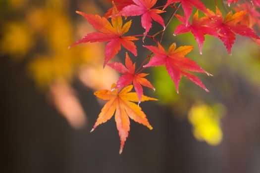 Colorful autumn leaves with backdrop blur