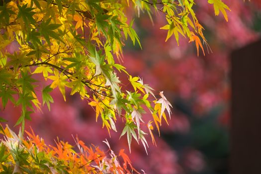 Colorful leaves with red background