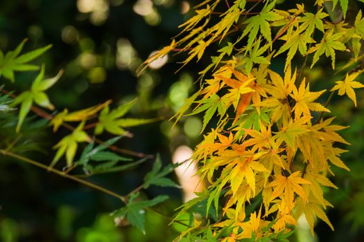 Beautiful yellow and green leaves