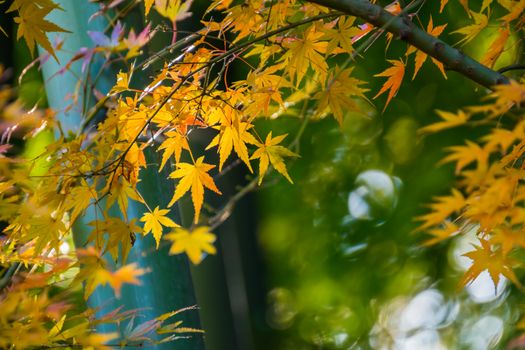 Beautiful yellow leaves with green background