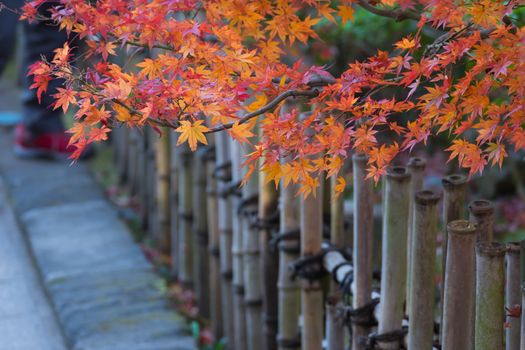 Autumn leaves and bamboo fence