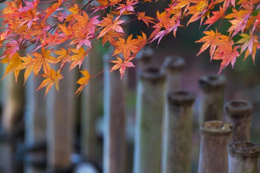 Autumn leaves and bamboo fence