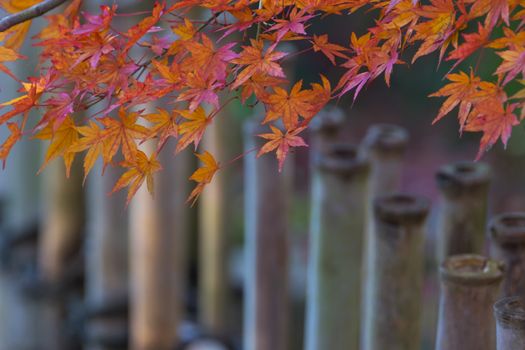 Autumn leaves and bamboo fence