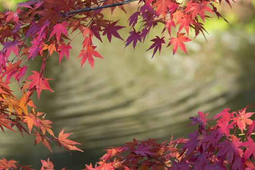 Autumn leaves with water background