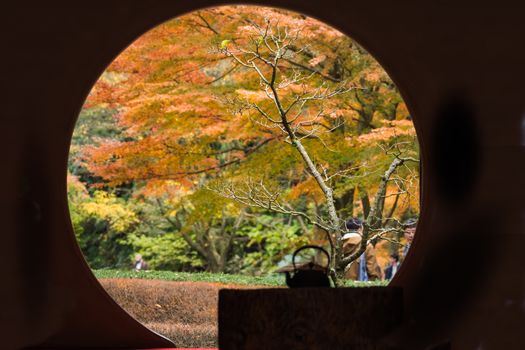 Beautiful autumn at Meigetsuin,Kamakura