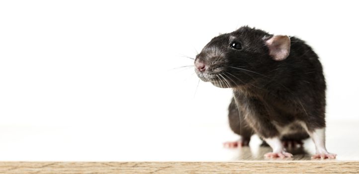 Animal gray rat close-up on white background