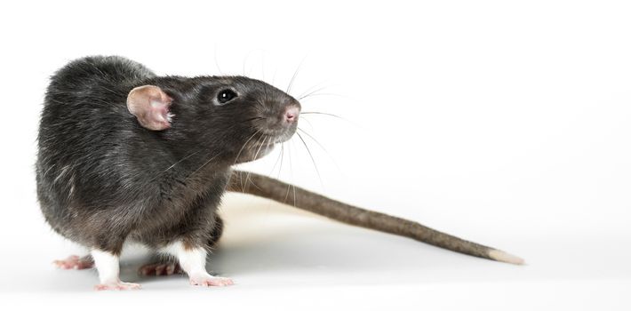 Animal gray rat close-up on white background