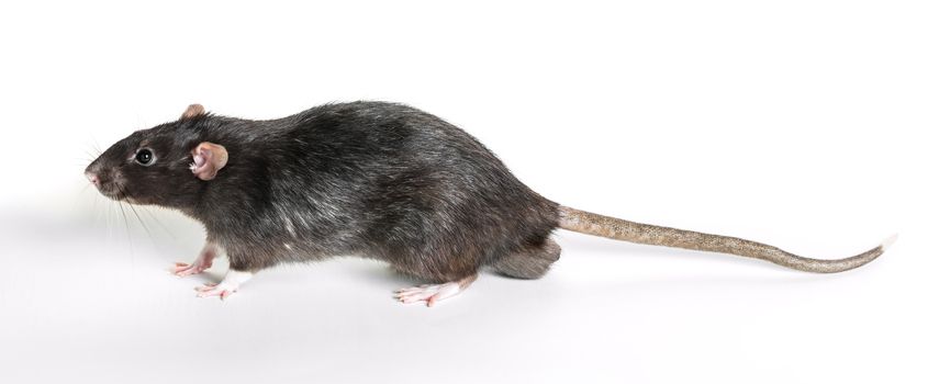 Animal gray rat close-up on white background