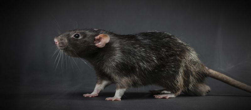 Animal gray rat close-up on a black background