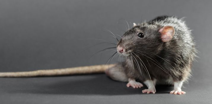 Animal gray rat close-up on a black background