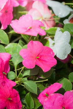 The background image of the colorful flowers, background nature