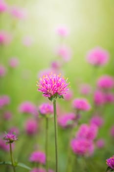 The background image of the colorful flowers, background nature