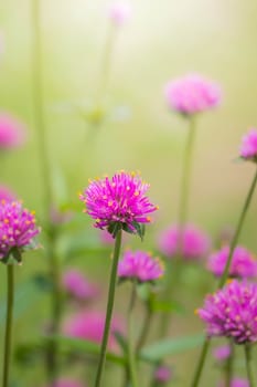 The background image of the colorful flowers, background nature