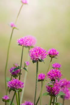 The background image of the colorful flowers, background nature