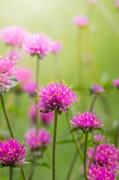 The background image of the colorful flowers, background nature