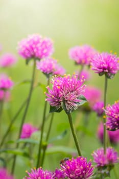 The background image of the colorful flowers, background nature