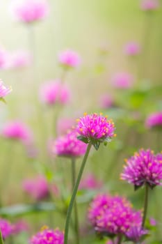 The background image of the colorful flowers, background nature