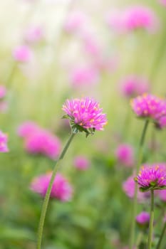 The background image of the colorful flowers, background nature
