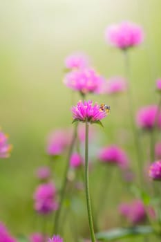 The background image of the colorful flowers, background nature